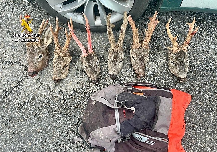 Dos detenidos tras tirar una mochila con seis cabezas de corzo en la A-5, a la altura de Trujillo